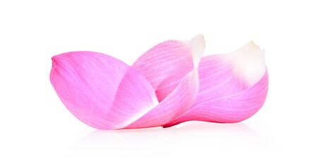 Closeup on lotus petal on white background.の写真素材