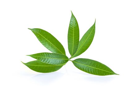 Fresh green mango leaves isolate on a white background.の写真素材