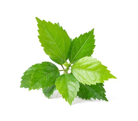Shiso leaf on white background.の写真素材