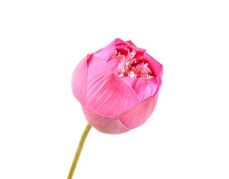 Lotus flower on white background.の写真素材