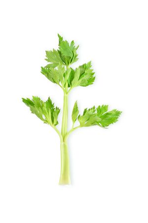 fresh celery on white background.の写真素材