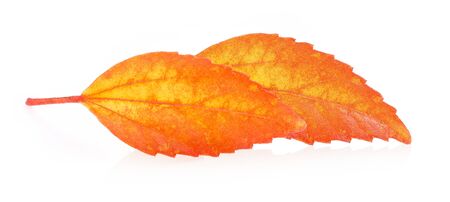 autumn leaf isolated on white backgroundの写真素材