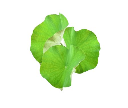 lotus leaves on white background.の写真素材