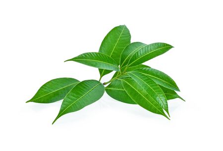 Fresh green mango leaves isolate on a white background.の写真素材