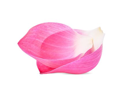 Closeup on lotus petal on white background.の写真素材