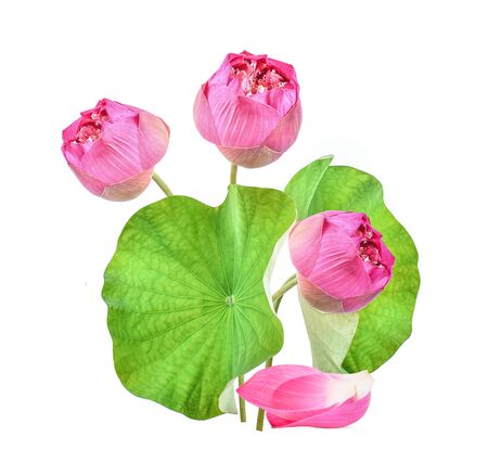 Lotus flower on white background.の写真素材
