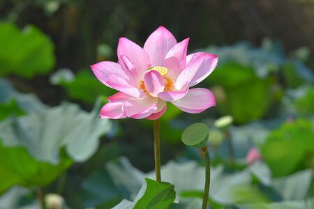 lotus flower plants with green leaves in lakeの写真素材