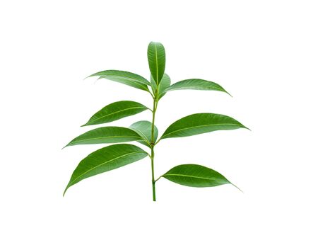 Fresh green mango leaves isolate on a white background.の写真素材