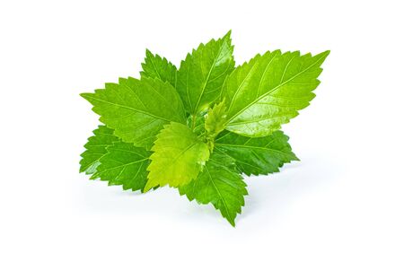 Shiso leaf on white background.の写真素材