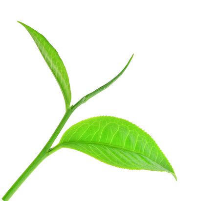 Fresh tea leaves on a white background.の写真素材