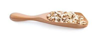 Grains useful of job's tears on wood spoon isolated on white. (Coix lacryma-jobi L.)の写真素材