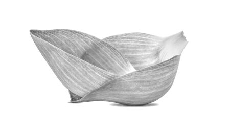 lotus flower black and white isolated on white backgroundの写真素材