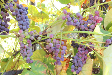 Branch of purple ripe grapes in summer garden