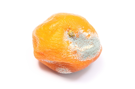 Closeup of moldy mandarin isolated on white backgroundの写真素材