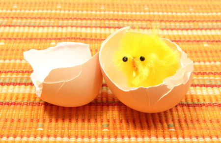 Closeup of yellow Easter chicken in broken eggshell, Easter decoration, chicken or the egg