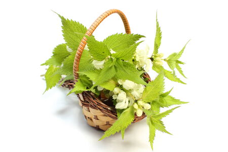 Fresh stinging nettles with white flowers lying in wicker basket  Isolated on white backgroundの写真素材