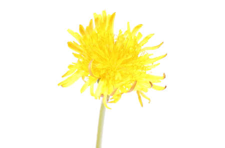 Closeup of yellow fresh flower of dandelion  Isolated on white backgroundの写真素材
