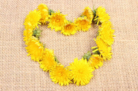 Valentine heart of fresh flowers of dandelion lying on jute canvasの写真素材