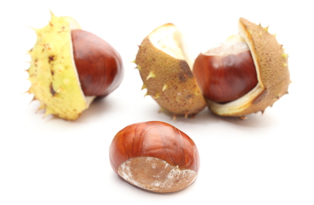 Closeup of chestnut with crust isolated on a white backgroundの写真素材