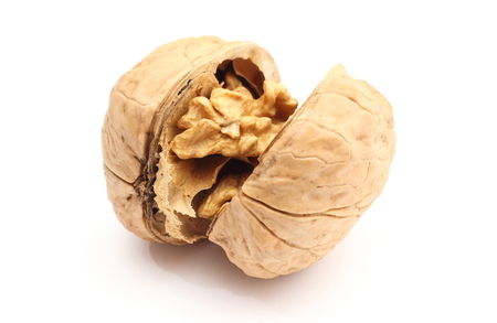 Closeup of opened brown fresh walnut. Isolated on white backgroundの写真素材