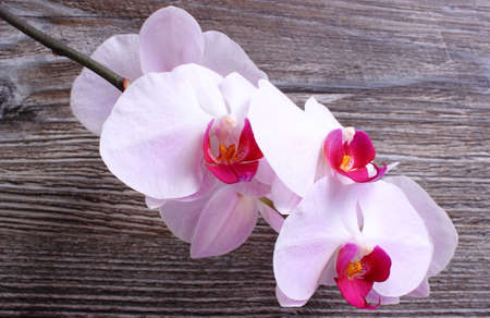 Fresh colorful blooming orchids on wooden backgroundの写真素材