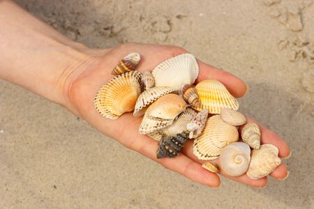 Seashells and scallop in hand of woman at the beach, summer time