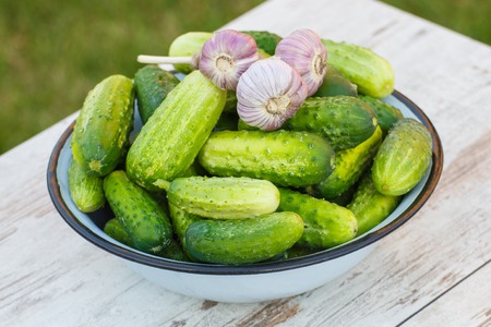Ripe cucumbers and fresh garlic in metal bowl on old white wooden table in garden on sunny day, healthy nutritionの写真素材