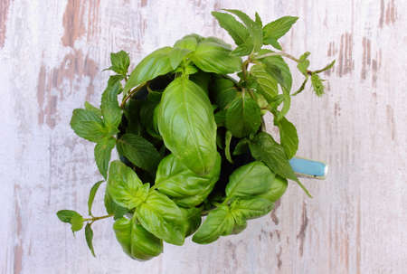 Bunch pf fresh green mint and basil in blue cup on old wooden white table, healthy nutritionの写真素材