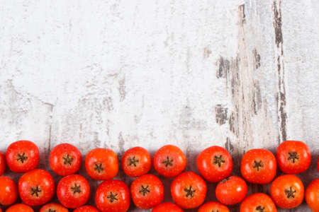 Red autumn rowan with copy space for text, old rustic wooden backgroundの写真素材