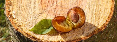 Fresh plum with leaf lying on wooden stump in garden on sunny dayの写真素材