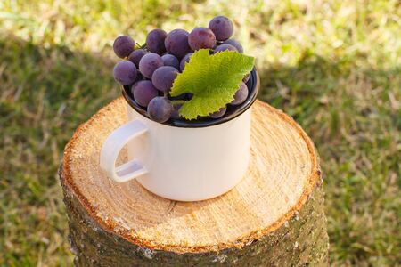Fresh grapes with leaf in metallic mug lying on wooden stump in garden on sunny dayの写真素材