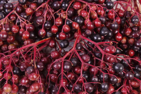 Bunch of fresh elderberry as background, healthy food, nutrition and alternative medicine