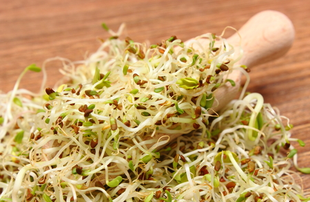 Fresh alfalfa and radish sprouts on wooden scoop lying on wooden table, healthy lifestyle diet food and nutritionの写真素材