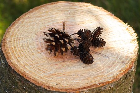 Brown pine and alder cones on wooden stump in garden on sunny dayの写真素材