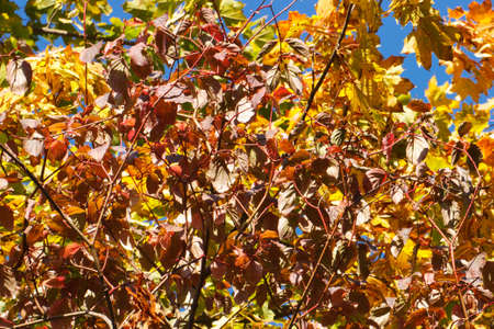 Branch of autumn green yellow orange leaves in park, autumn background