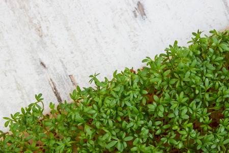 Cuckooflower, Fresh green cress on old rustic wooden background, copy space for text or inscription, decoration for Easter, healthy nutritionの写真素材