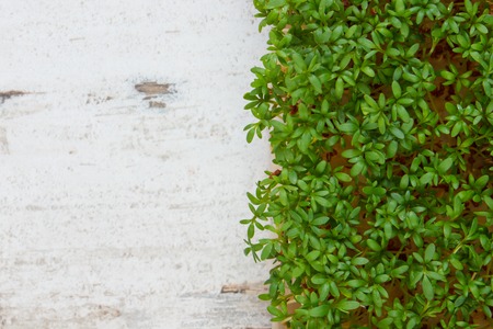 Cuckooflower, Fresh green cress on old rustic wooden background, copy space for text or inscription, decoration for Easter, healthy nutritionの写真素材