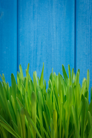 Fresh young green barley grass with blue boards in background, copy space for text