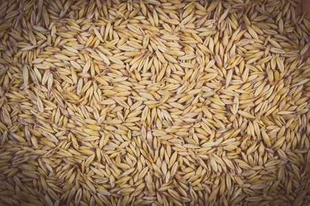 Vintage photo, Heap of organic oat grains as background, healthy food and nutrition