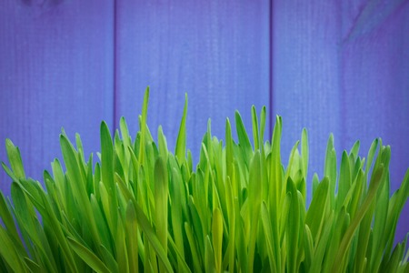 Fresh young green barley grass with purple boards in background, copy space for textの写真素材