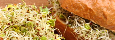 Fresh baked wholemeal bread roll with alfalfa and radish sprouts, concept of healthy lifestyle diet...