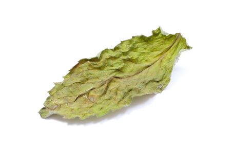 Dried leaf of mint isolated on white background, concept for healthy nutritionの写真素材