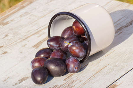 Fresh plums spill out of metallic mug on wooden rustic table in garden on sunny day, healthy nutritionの写真素材
