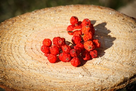 Dried red autumn rowan on wooden stump in garden on sunny dayの写真素材