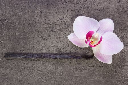 Colorful blooming orchid flower and fresh fragrant vanilla sticks pods on structure of concrete