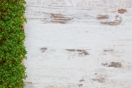 Cuckooflower, Fresh green cress on old rustic wooden background, copy space for text or inscription, decoration for Easter, healthy nutritionの写真素材