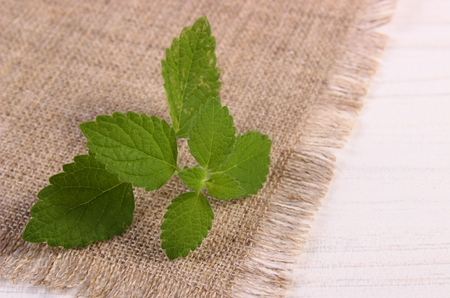 Fresh green lemon balm on white wooden table, sedative herbs, concept for healthy nutrition and herbalismの写真素材
