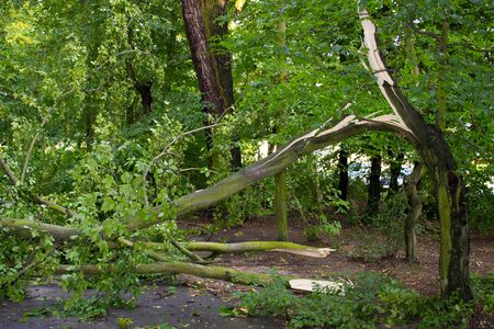 Damaged tree by hurricane wind after storm in parkの写真素材