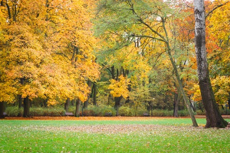 Yellow and orange leaves on trees in autumnal parkの写真素材