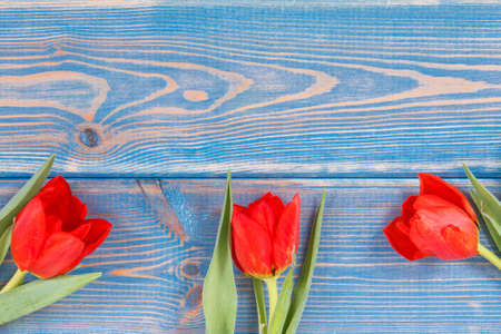Bouquet of fresh red tulips lying on blue boards, spring decoration, copy space for text or inscriptionの写真素材